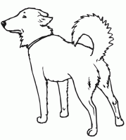  coloriage à dessiner chien-loups