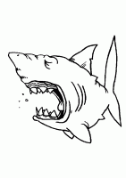  dessin coloriage requin-3