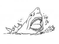  dessin dessin requin-6