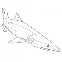  dessin à colorier requin-9