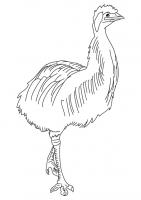  coloriage à dessiner emu-coloring-1