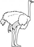  dessin à imprimer emu-coloring-11