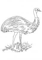  coloriage emu-coloring-12