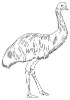  dessin en ligne emu-coloring-6
