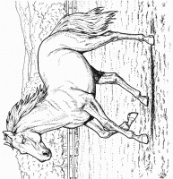  dessin à colorier chevaux011