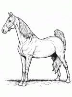  dessin à imprimer chevaux013