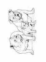  dessin à imprimer chien-bouledog