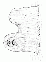  dessin coloriage chien-poilu