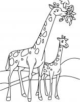  coloriage à dessiner girafe-3