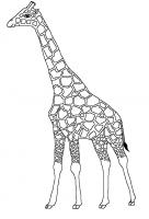  dessin à colorier girafe-6