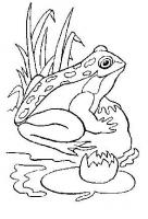  coloriage à dessiner grenouille-bord-eau