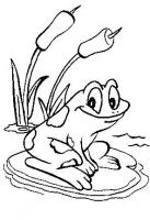  dessin dessin grenouille-roseau