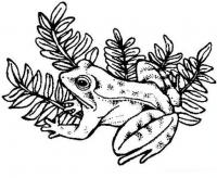  dessin à imprimer grenouille-verdure