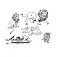  dessin à colorier lion-afrique