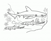  coloriage à dessiner requin-1