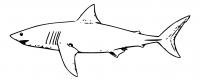  dessin à colorier requin-11