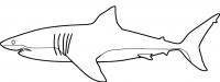 coloriage à dessiner requin-12