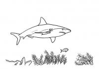  dessin à imprimer requin-13