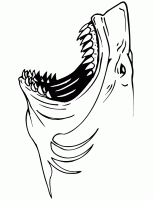  dessin coloriage requin-15