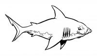 coloriage à imprimer requin-8