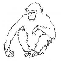  dessin en ligne singe