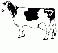 dessin en ligne vache-10