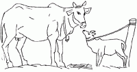  coloriage à dessiner vache-20
