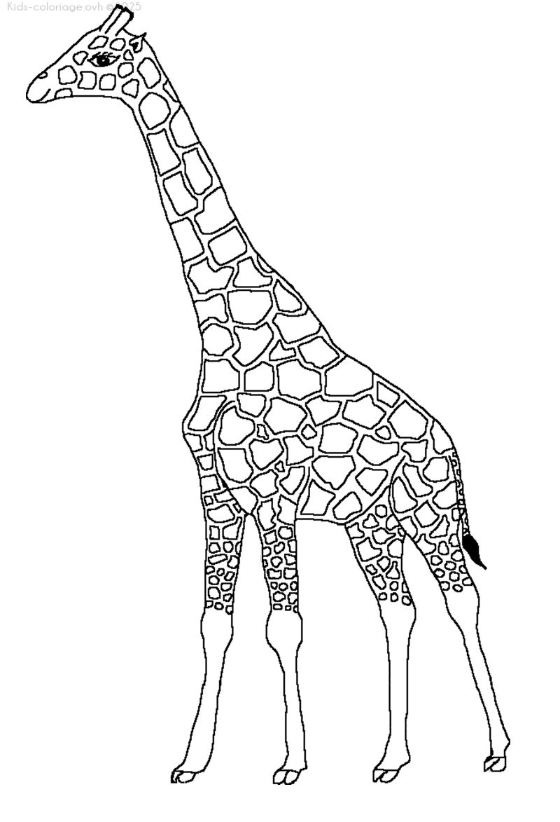 Coloriage à imprimer girafe-6