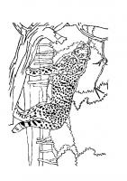  coloriage coloriage-animaux-zoo-10