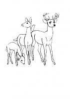 dessin à imprimer coloriage-animaux-zoo-32