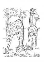  coloriage coloriage-animaux-zoo-50